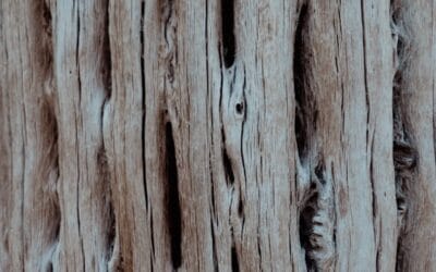 Houtworm geluid: hoe herken je het getik van houtaantasting?