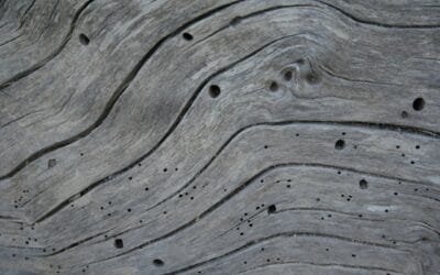 Houtworm kever: zo herken je de veroorzaker van houtschade